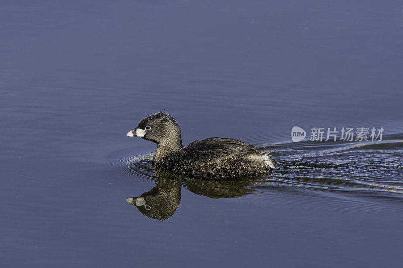 鸟嘴鸊鷉(Podilymbus podiceps)是水鸟鸊鷉科的一种。马勒尔国家野生动物保护区，俄勒冈州。䴙䴘目。游泳。